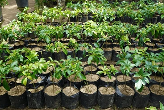 Frutales