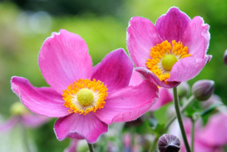 Plantas florales